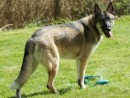 Gunnar, a Husky/ German Shepard from Monroe, WA