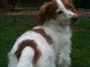 Harley, a Mini long haired piebald dachshund from Snohomish, WA