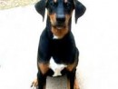Scooter, a Black and Tan Coonhound Mix from Snohomish, WA