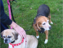 Jade & Jasmine, a Beagle & Puggle from Mill Creek, WA