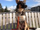 Juno, a Australian Shepherd/Cattle Dog Mix from Kirkland, WA