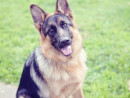 Kimber, a German Shepherd from Lake Stevens, WA