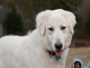 Lilly, a Great Pyrenees/Akbash from Monroe, WA
