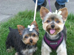Angel & Lily, a Yorkshire Terrier from Sumner, WA