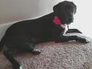 Miss. Marley, a Mutt from Seattle, WA