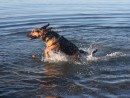 Morgan the Monster Bloodhound, a Bloodhound from Stanwood, WA