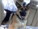 Miss Nala, a German Shepherd from Everett, WA