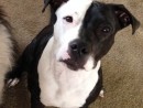 Asha, a Pitbull Mix from Kirkland, WA
