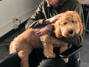 Teddy, a Mini Goldendoodle from Everett, WA