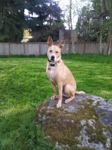 Tucker, a Shepherd Mix from Bothell, WA