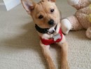 The Pup Henry, a Chihuahua/Terrier/Pom Mix from Bellevue, WA