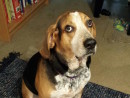 Sammy Dog, a Treeing Walker Coonhound from Sammamish, WA