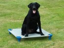 Walker, a Black Lab from Kenmore, WA