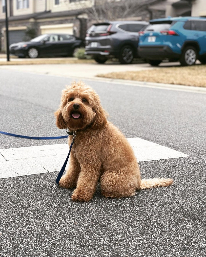 Obedience Training