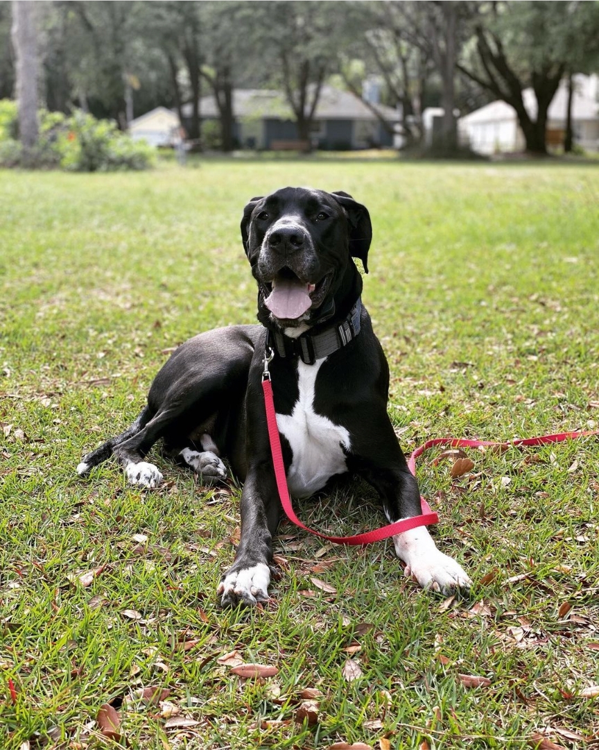 Leash Training