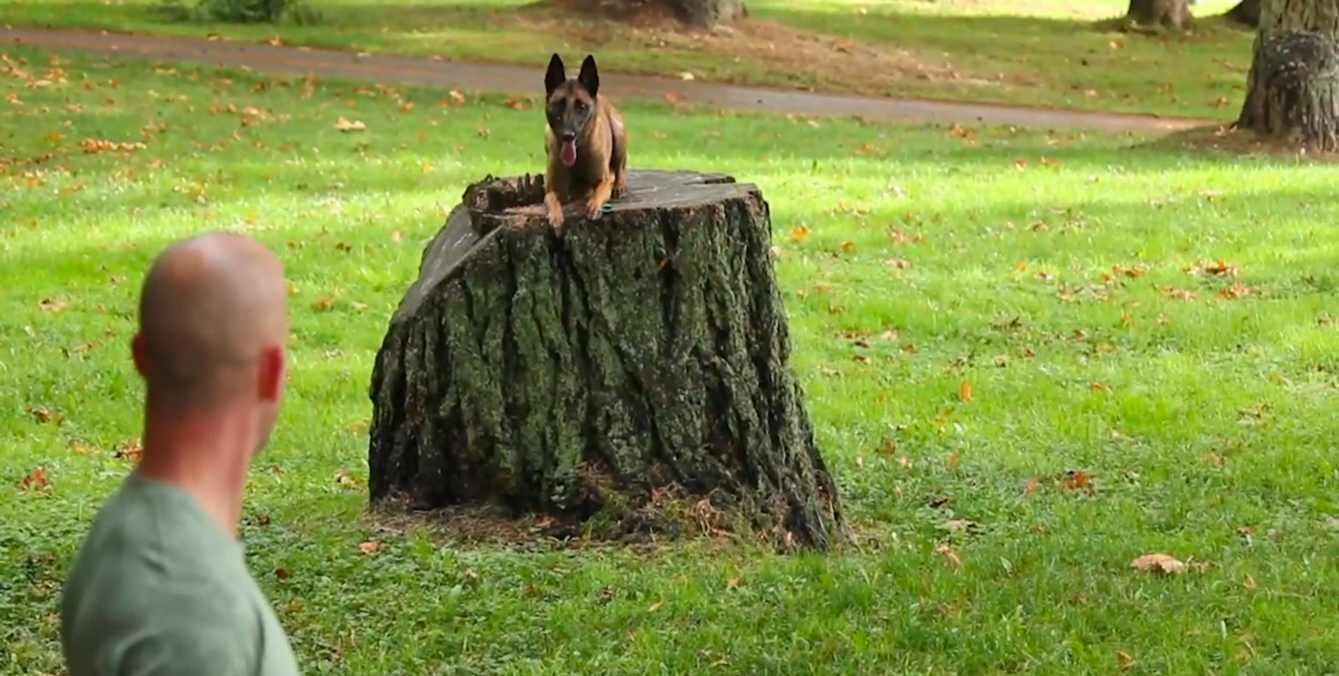 Got Sit trainer proofing a sit-stay with a Belgian Malinois on a tree stump in a Seattle park